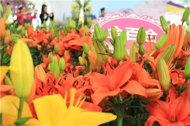 就在今日，百万鲜花盛放！南海这个“花花世界”等你来赏！