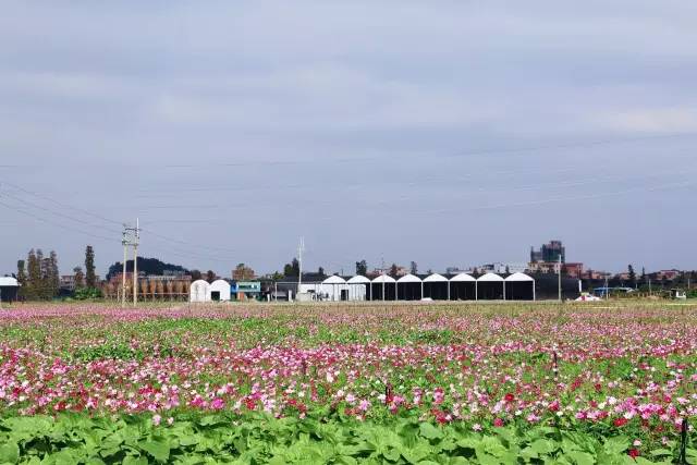 就在今日，百万鲜花盛放！南海这个“花花世界”等你来赏！