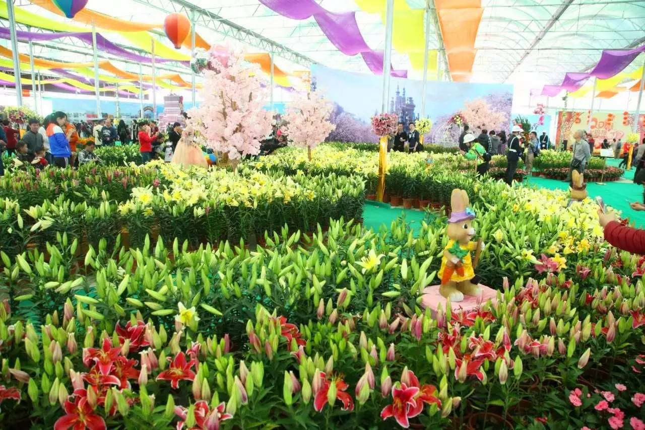 就在今日，百万鲜花盛放！南海这个“花花世界”等你来赏！