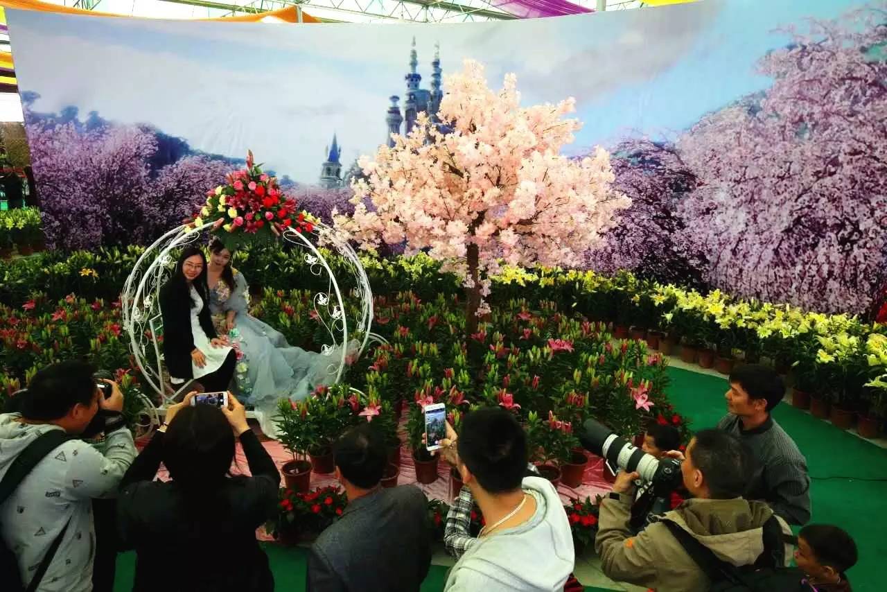 就在今日，百万鲜花盛放！南海这个“花花世界”等你来赏！