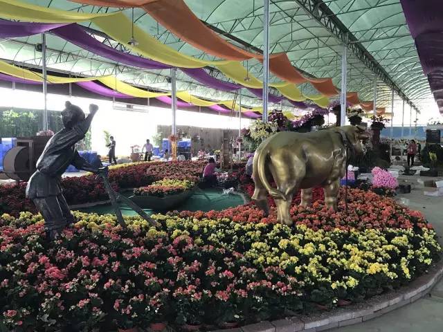 就在今日，百万鲜花盛放！南海这个“花花世界”等你来赏！