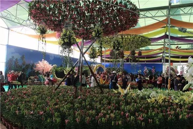 就在今日，百万鲜花盛放！南海这个“花花世界”等你来赏！