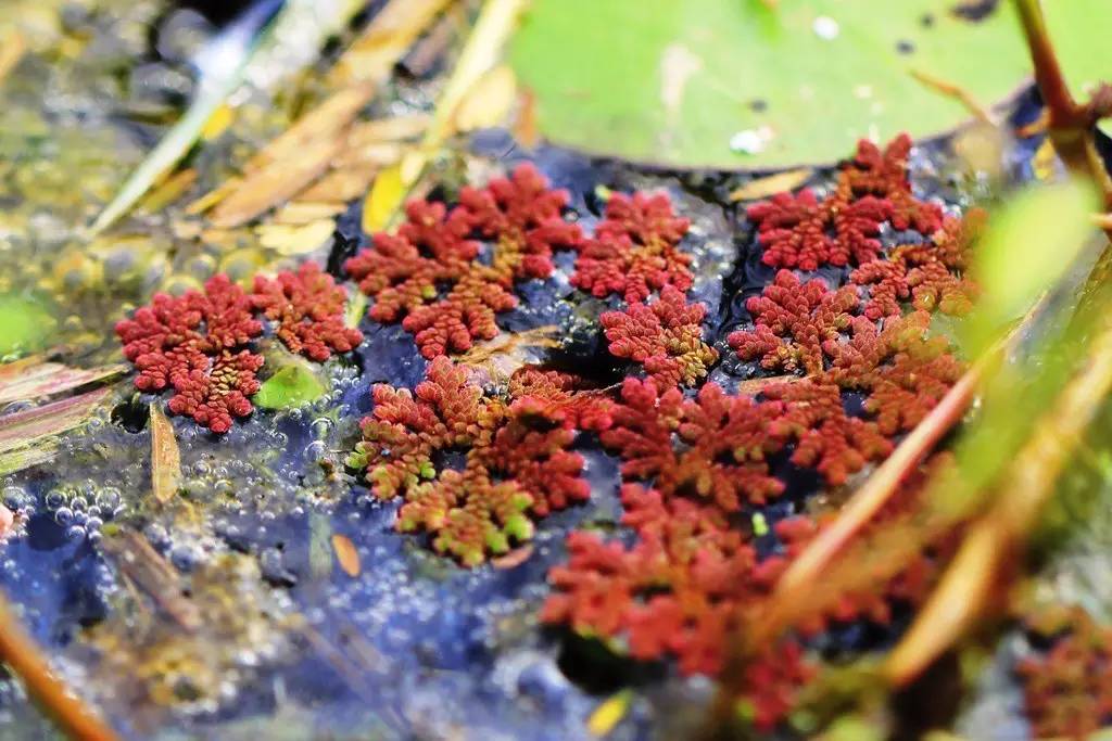 景观植物清单大全图解,河道景观种植植物