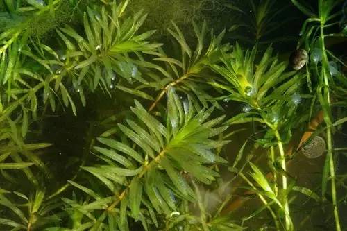 景观植物清单大全图解,河道景观种植植物