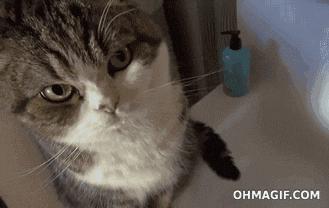 胆小猫咪家里突然发现陌生人,胆小的猫咪到家多久才适应