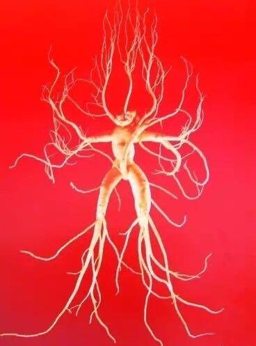 长白山千年人参之谜,长白山千年野人参