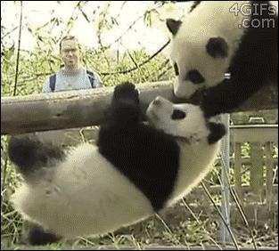为求得一只熊猫的抚养权，英美荷法等国家连尊严都不要了