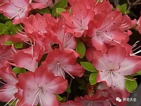 最美大杜鹃花图片,中国最美天然杜鹃花