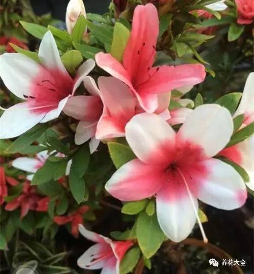 最美大杜鹃花图片,中国最美天然杜鹃花