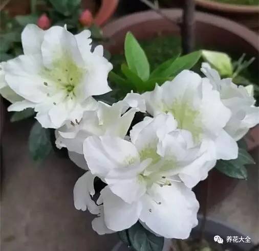 最美大杜鹃花图片,中国最美天然杜鹃花