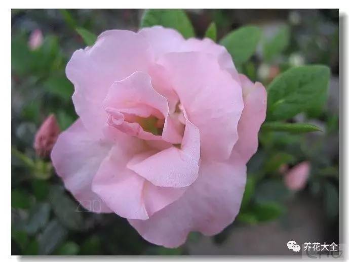 最美大杜鹃花图片,中国最美天然杜鹃花