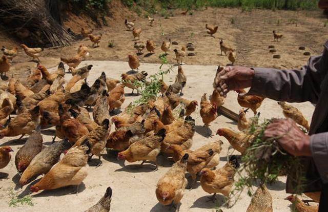 养鸡用中药方法大全,中药养鸡技术知识大全