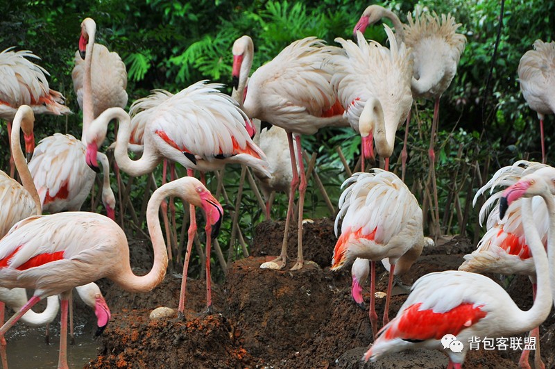 广州长隆旅游度假区攻略,珠海长隆度假区旅游攻略