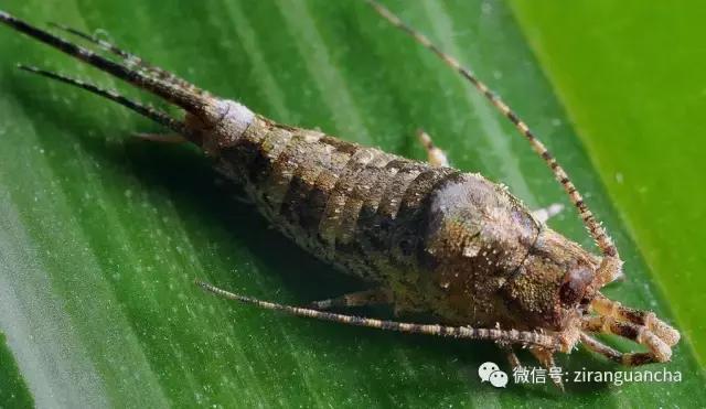 生物分类方法和技巧,最全生物分类