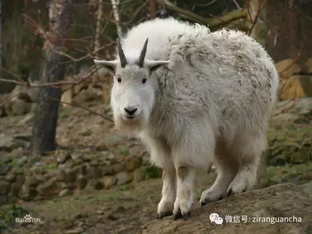 生物分类方法和技巧,最全生物分类
