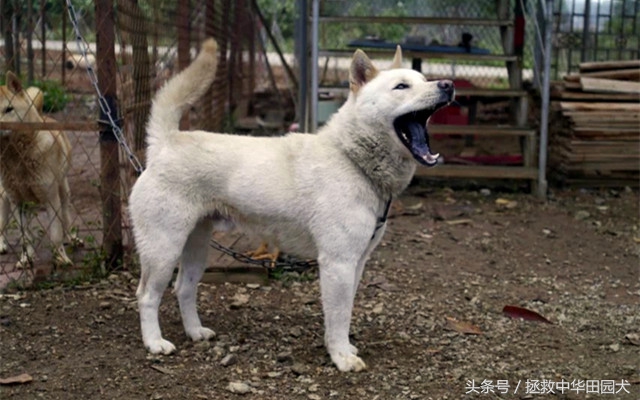 广西土猎和中华田园犬,贵州土猎犬和广西土猎