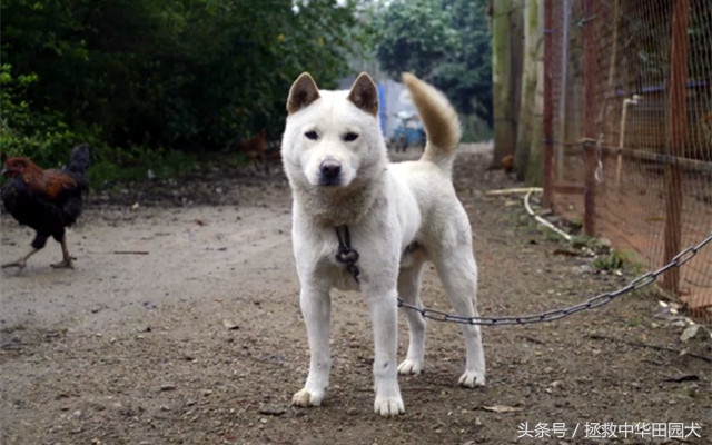 广西土猎和中华田园犬,贵州土猎犬和广西土猎