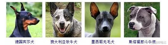 狗狗品种大全按体型智商怎么分,聪明狗狗品种大全及图片及名字