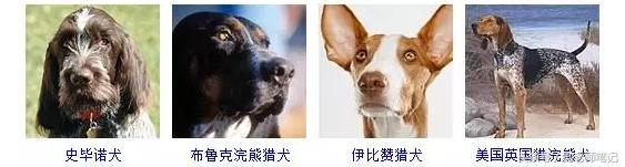 狗狗品种大全按体型智商怎么分,聪明狗狗品种大全及图片及名字