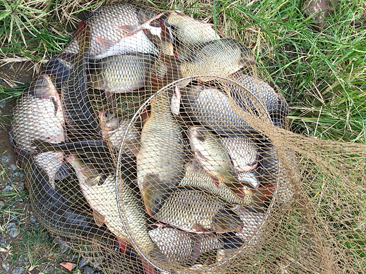 冬钓鲫大红虫好还是小红虫好,冬季用红虫鲫还是腥香鲫好