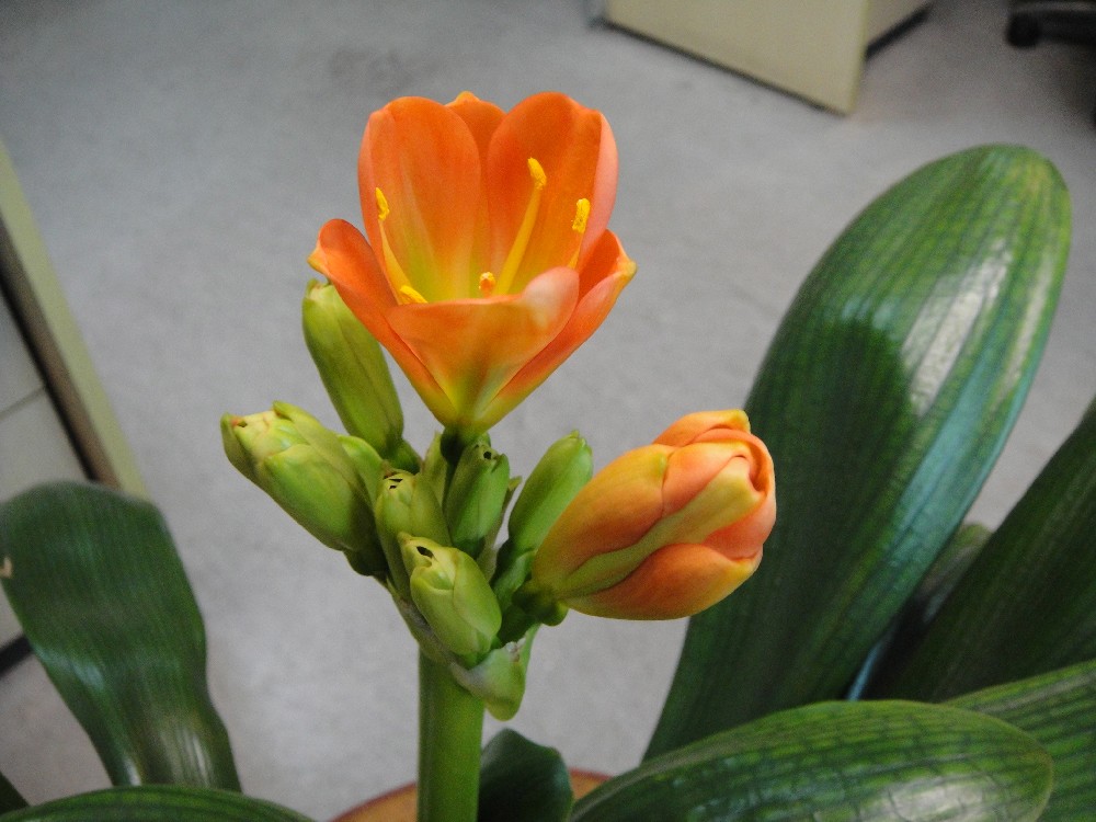 养了几年的君子兰终于要开花了,养了三年的君子兰终于要开花了