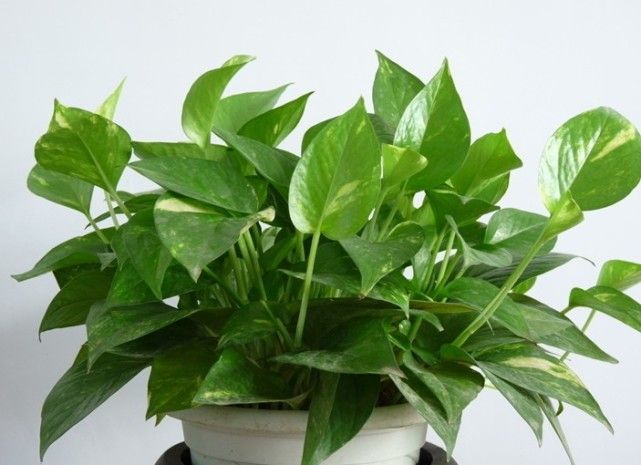 寓意好又能净化空气的绿植，给家里带来好运财运！