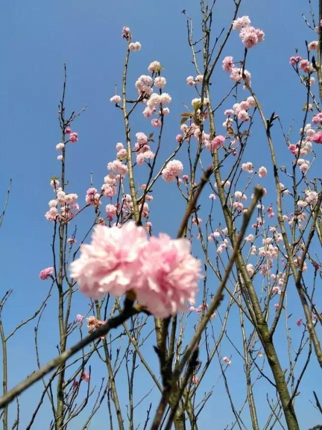 清远最美的花海在什么景点,广东清远花海风景