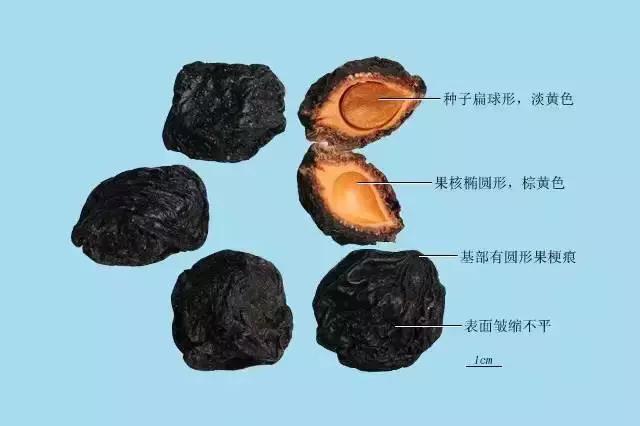 每天一味中药天冬,每天认识一味中药天冬