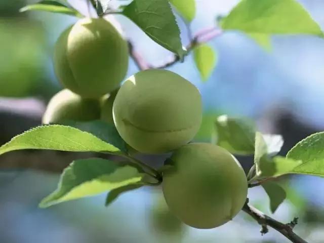 每天一味中药天冬,每天认识一味中药天冬