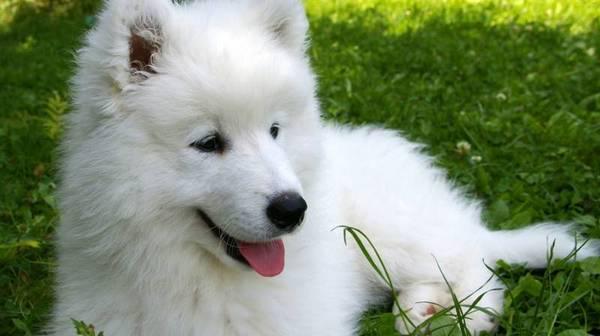 中国本土的田园犬土狗有几个品种,世界上最适合人养的狗中华田园犬