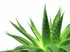 盆栽去甲醛最好的植物,吸甲醛又好养的植物有哪些盆栽