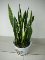 盆栽去甲醛最好的植物,吸甲醛又好养的植物有哪些盆栽