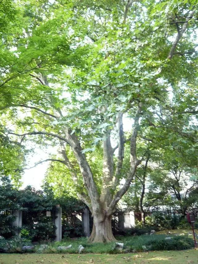 中山公园一进门是什么,中山公园怎么静悄悄的