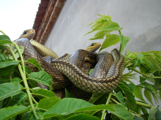 中国五毒之中为什么没有蜘蛛,五毒和蜘蛛的区别