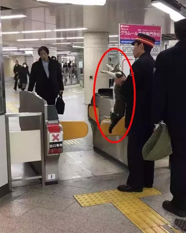 老鼠——我可能藏了假花生