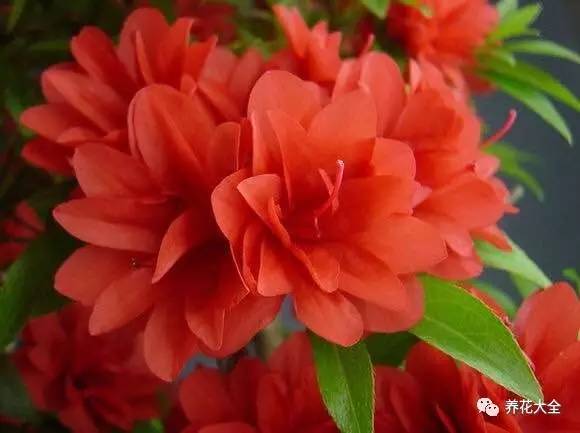 最美大杜鹃花图片,中国最美天然杜鹃花