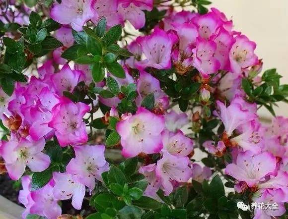 最美大杜鹃花图片,中国最美天然杜鹃花