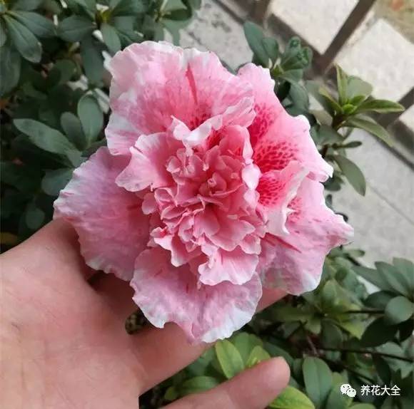 最美大杜鹃花图片,中国最美天然杜鹃花