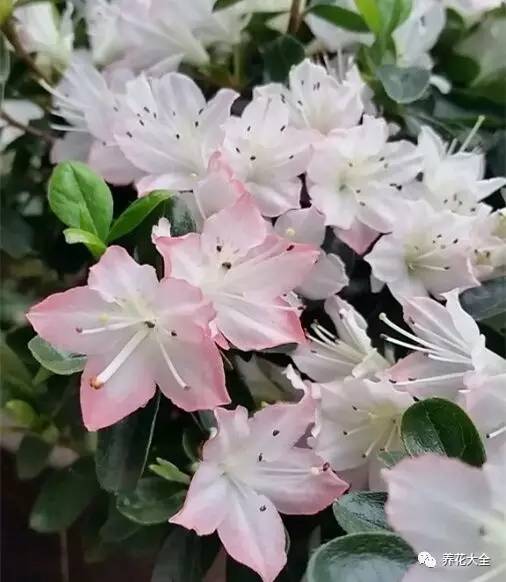 最美大杜鹃花图片,中国最美天然杜鹃花