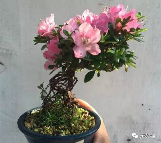 最美大杜鹃花图片,中国最美天然杜鹃花