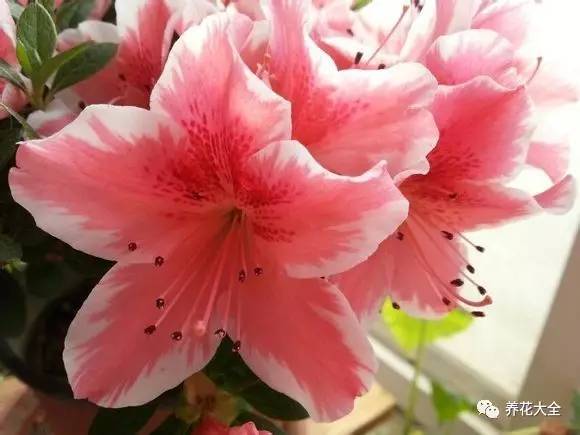 最美大杜鹃花图片,中国最美天然杜鹃花