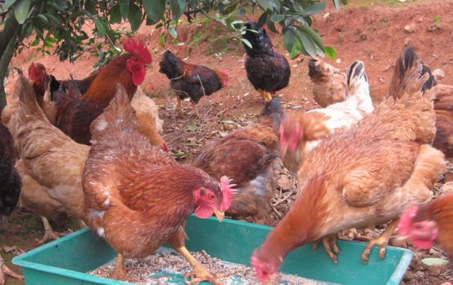 养鸡用中药方法大全,中药养鸡技术知识大全