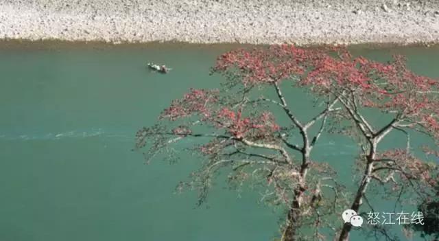 新春到登埂温泉，赴一场春天的盛宴