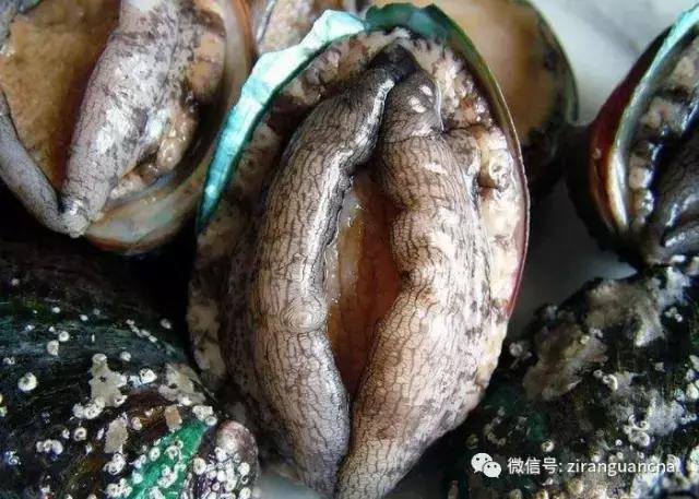 生物分类方法和技巧,最全生物分类