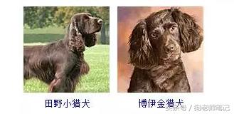 狗狗品种大全按体型智商怎么分,聪明狗狗品种大全及图片及名字