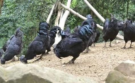 云南十大漂亮的鸡,云南第一生态鸡