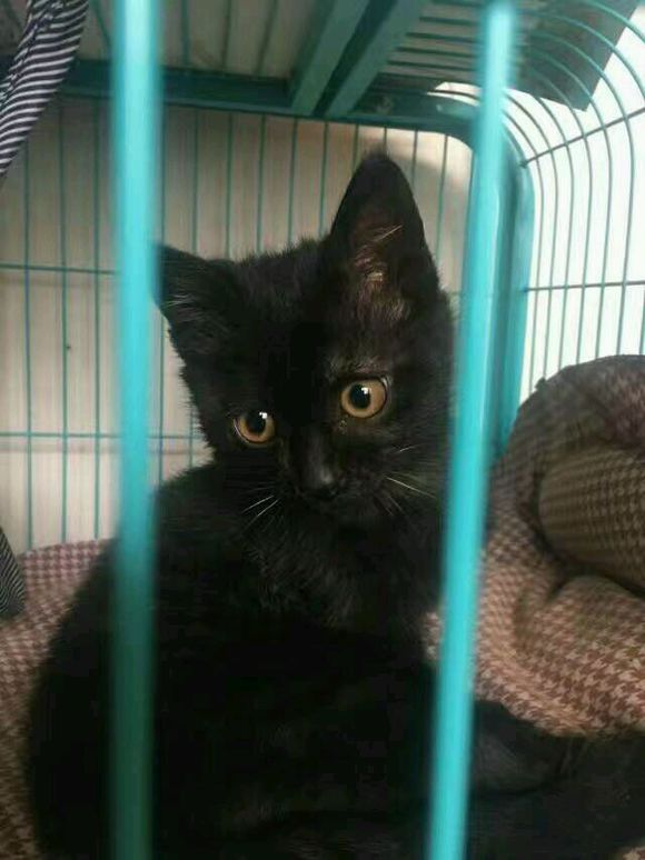 美女花1万多买中亚牧羊犬,妹子花1万多买的狗跑丢