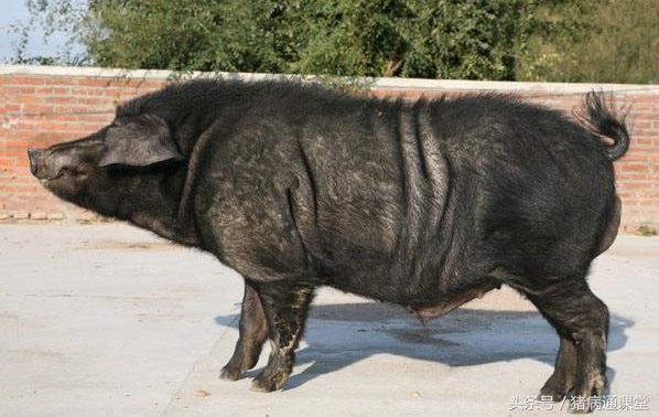 母猪难产人工掏后产道受损怎么办,母猪产道畸形难产怎么办