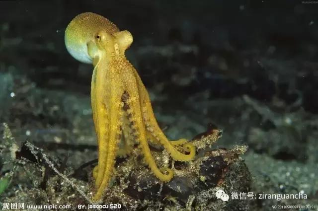 生物分类方法和技巧,最全生物分类