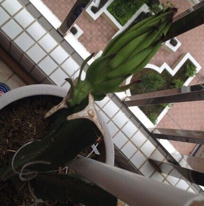 火龙果怎么种盆栽才结果,盆栽火龙果枝条怎么种当年结果